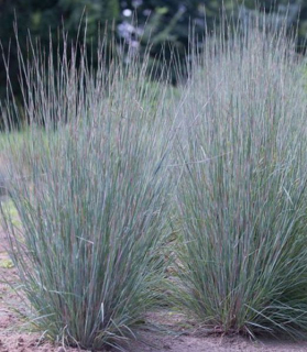 Schizachyrium scoparium 'Blue Heaven'